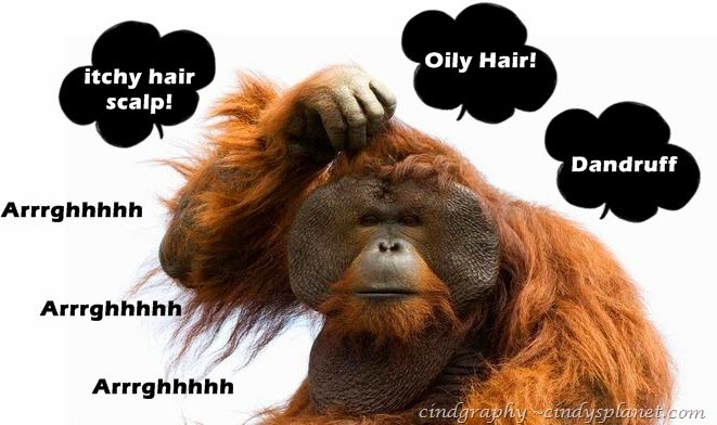 [monkey-scratching-head-600x360%255B2%255D.jpg.webp]
