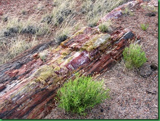 Painted Desert & Petrified Forest 388