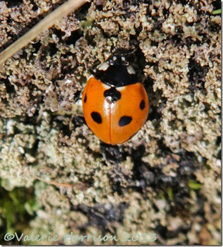 10-7-spot-ladybird