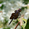 Black Saddlebags dragonfly (male, excreting)