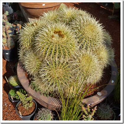 120208_CactusJungle_Echinocactus-grusonii