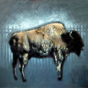 14_JaredPeters_bison_2011.jpg