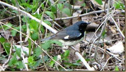 Black-throated Blue warbler
