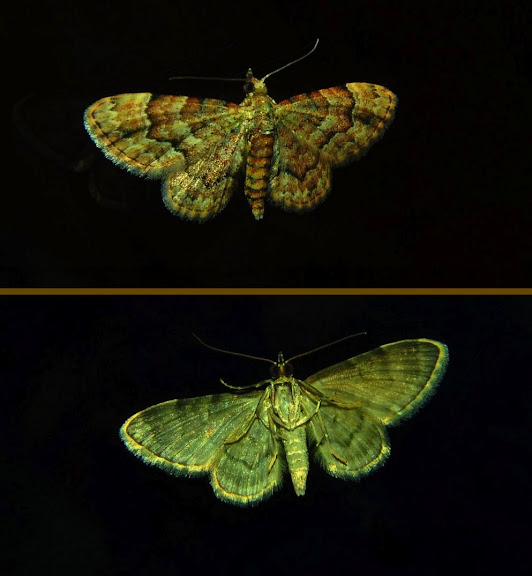 Geometridae d'Australie orientale (N.S.W.) - Geometridae : Larentiinae : Xanthorhoini : Visiana brujata GUÉNÉE, 1857. Umina Beach (New South Wales, Australie), 14 avril 2011. Photo : Barbara Kedzierski