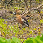 Wandering Whistling Duck