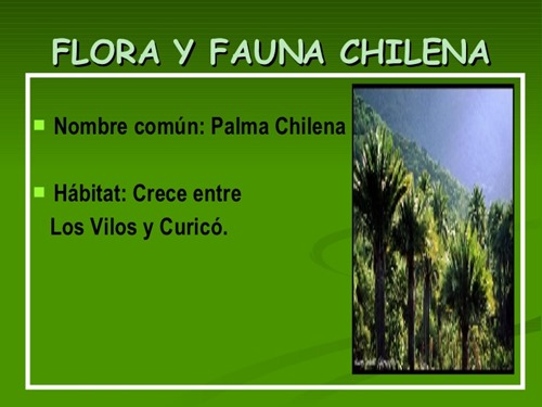 flora y fauna chilena (24)