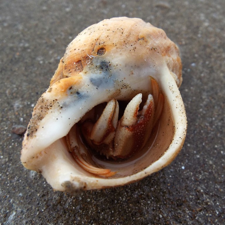 [hermit%2520crab%2520in%2520a%2520shell%255B3%255D.jpg]