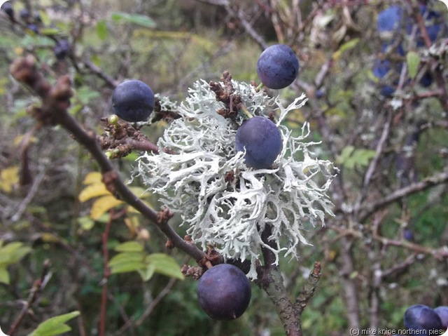 sloes on a blackthorn