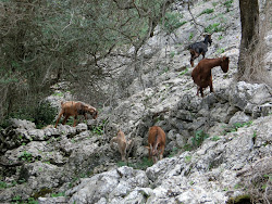 2012-10-20 Mallorca by BREITENGRAD53 - 065