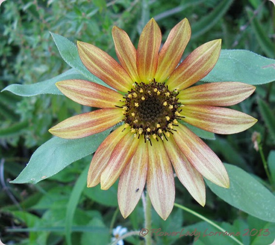 06-10-sunflower2