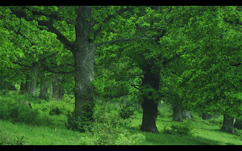 Free Download Zen videos HD - endless relax APK