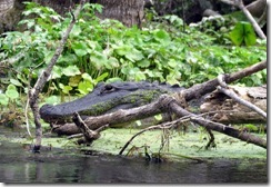 Alligator on Silver River