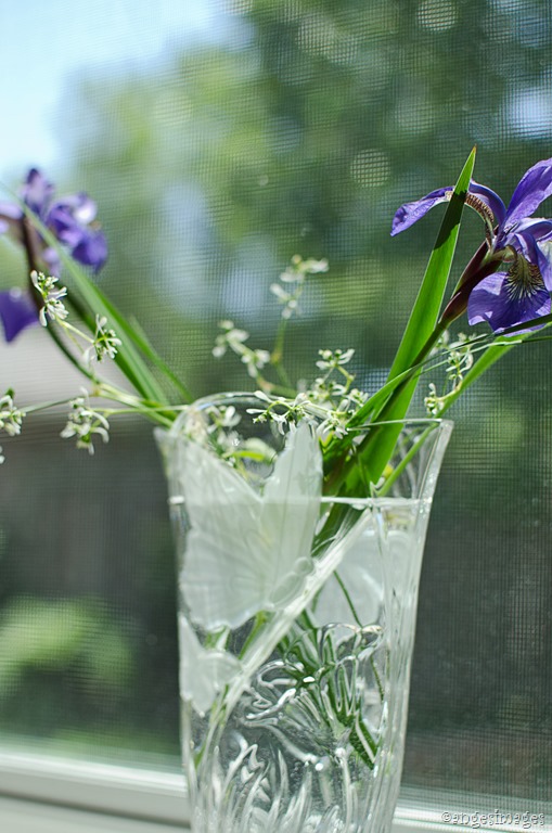 Siberian Irises in Bloom | personallyandrea.com