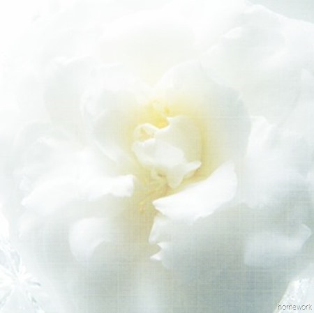 Flower Printable White Camellia_thumb[4]