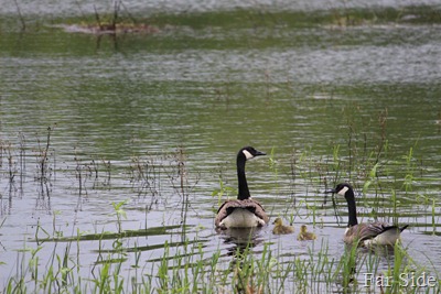 Canada Geese Family
