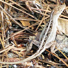 Brown Anole (Female)