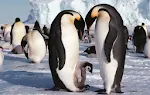 [Image of Penguin]