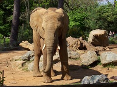 2009.05.02-041 éléphants