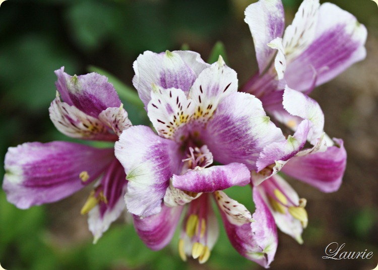 purpl iris