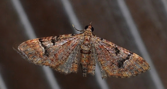 Geometridae d'Australie orientale (N.S.W.) - Geometridae : Larentiinae : Eupitheciini : Mnesiloba eupitheciata WALKER, 1863. Umina Beach (NSW, Australie), 2 octobre 2011. Photo : Barbara Kedzierski