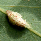 Green Planthopper Nymph
