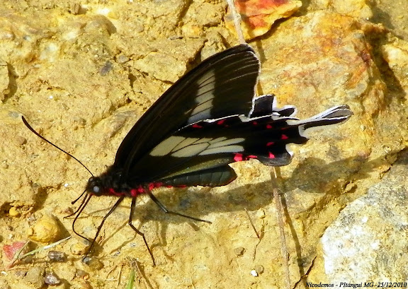 Parides bunichus bunichus (HÜBNER, [1821]), mâle. Pitangui (MG, Brésil), 25 décembre 2010. Photo : Nicodemos Rosa