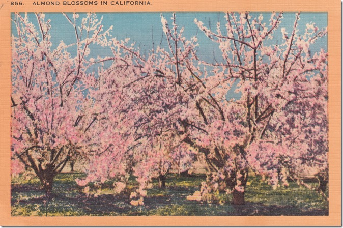 Almond Blossoms in California Pg. 1