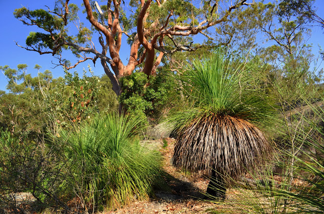 Grass trees (Xanthorrea), they grow very slow, the tallest one could be 300 years old. Bright orange tree : salmon gum/Sydney Red Gum/Angophora costata. On the left : Banksia serrata tree. Environs de Kuring-gai, 5 février 2009. Photo : Barbara Kedzierski