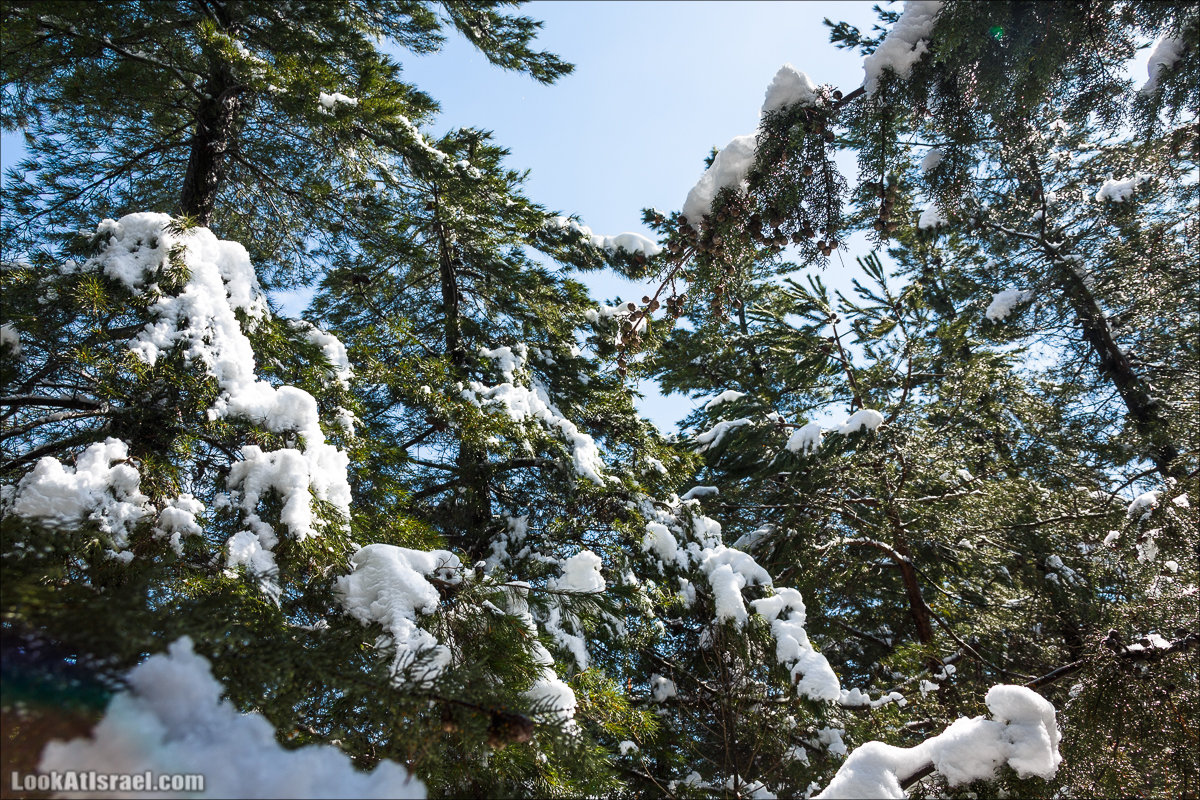 LookAtIsrael.com | Снег в Израиле, Голанские высоты и Галилея | Snow in Israel, Golan Heights and Galilee | שלג בישראל, רמת הגולן וגליל