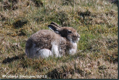 15-mountain-hare