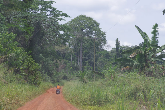 La piste vers Ebogo (Cameroun), 8 avril 2012. Photo : J.-M. Gayman