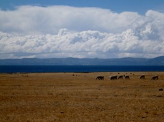 Llamas and Lake Titicaca, Peru.