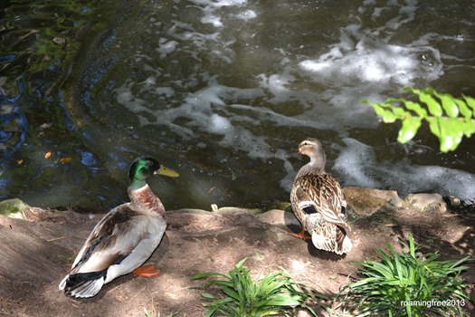 Ducks at the Riverwalk