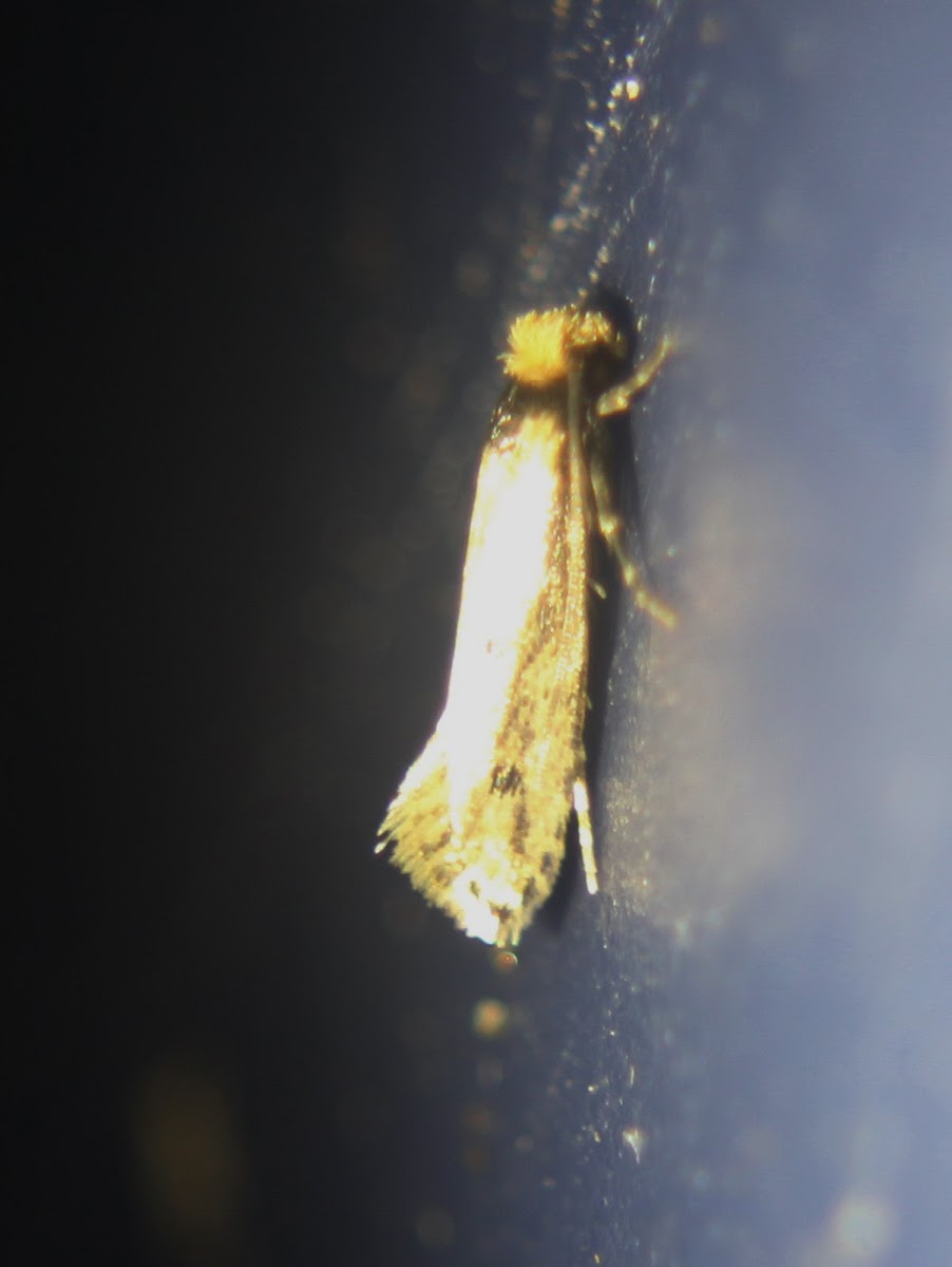 Dark-collared Tinea Moth