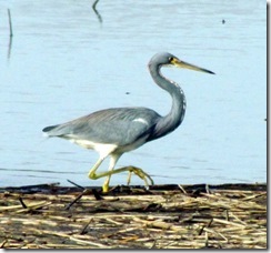Tricolored Heron walking in the sawgrass reeds