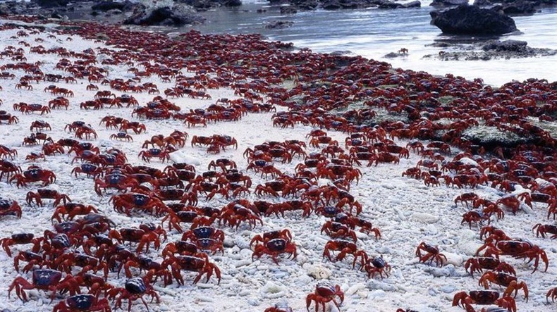 red-crab-migration-10
