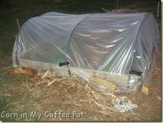 cold frames- tomatoes- fall gardens 023