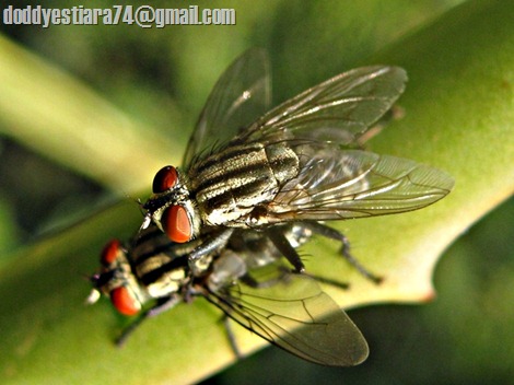 lalat Sarcophaga carnaria kawin di daun lidah buaya 02