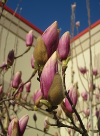 tulip magnolia (17)