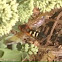 Cicada killer wasp