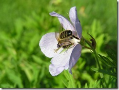 včely na květu a matečniky 056
