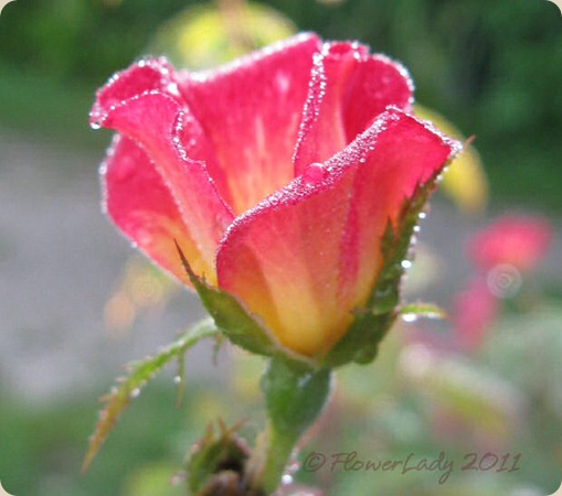 09-09-cocktail-rose
