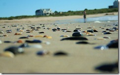 sea_shells_out_the_sea_by_luridrose-d463667
