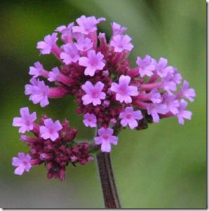Verbena