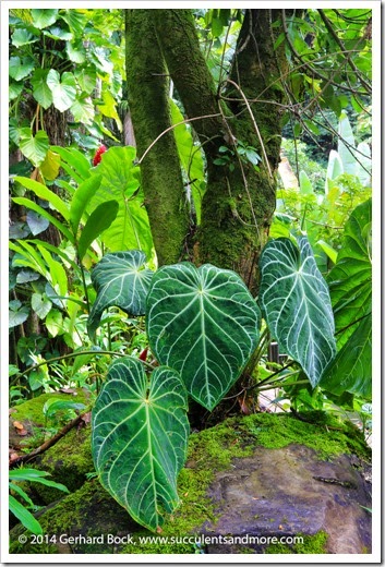 140726_HawaiiTropicalBotanicalGarden_0071