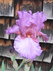 Iris orchid color 5.2012