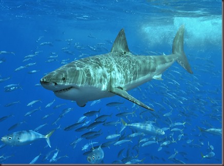 Amazing Animals Pictures White Shark (5)