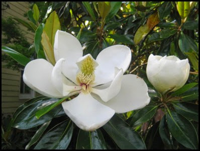 magnolia_flower7