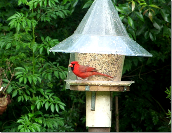 snapshot_001 Cardinal