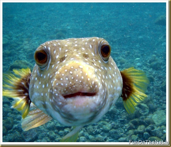 Puffer Fish Puffer Fish